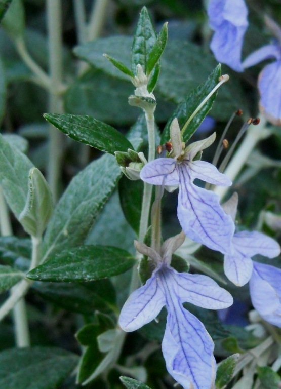 Teucrium fruticans